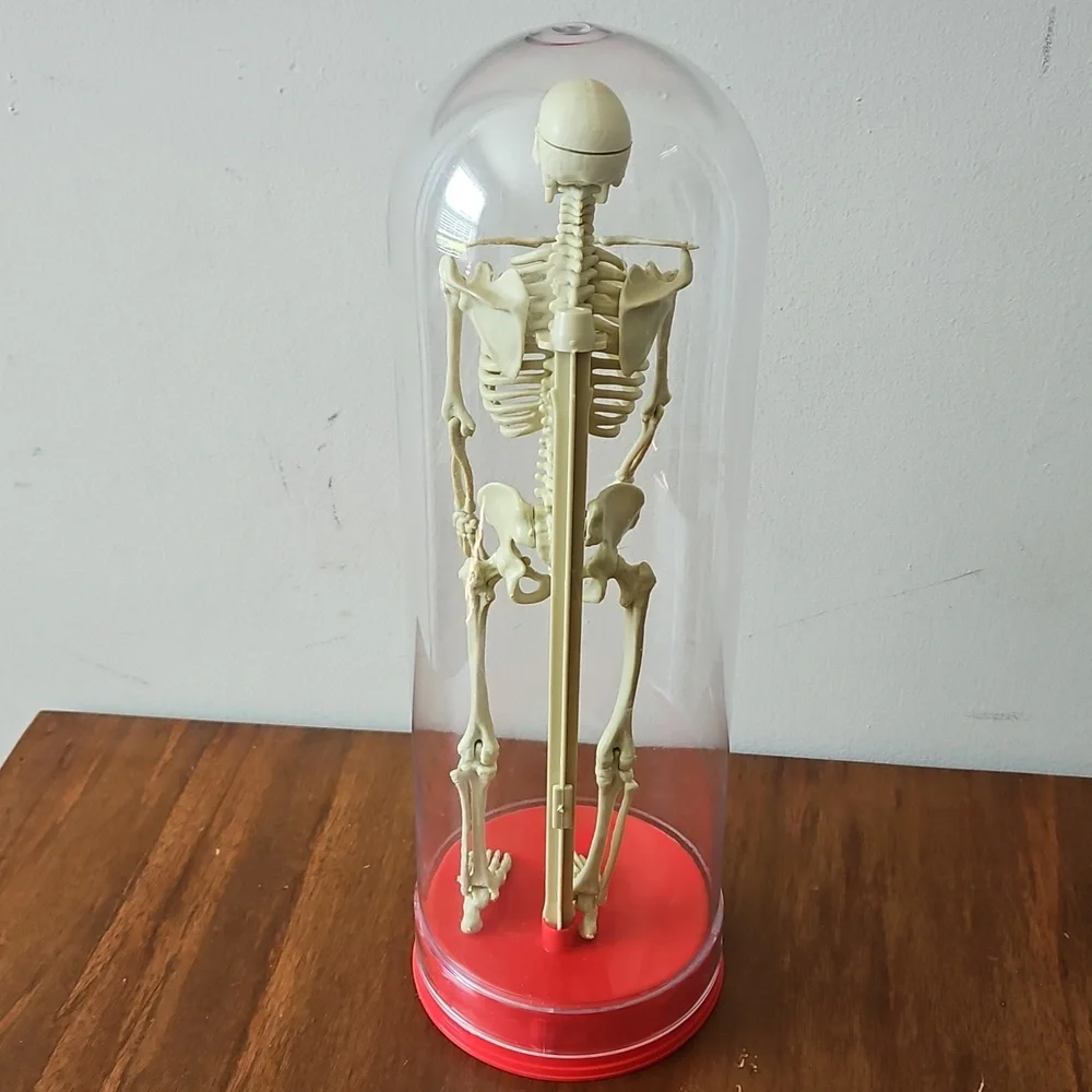 Vintage 1991 Workman Publishing Human Skeleton - Picture 2 of 8